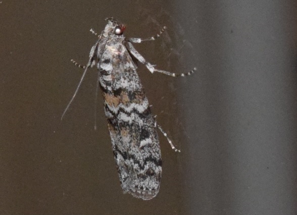 Dioryctria abietella (Pyralidae)? S
